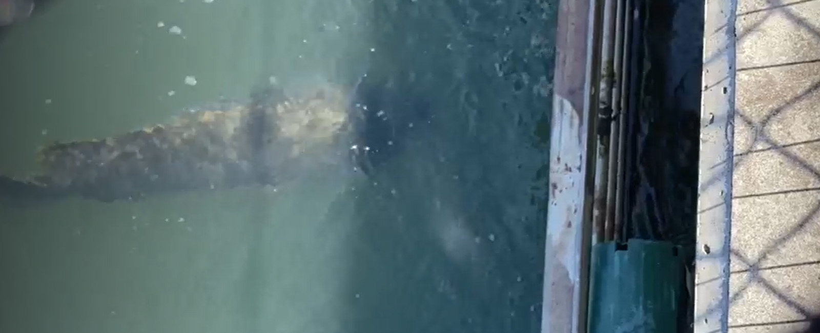 A large grey fish (a grouper) swimming next to a grate 