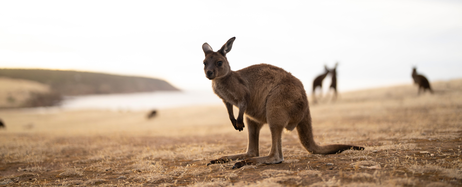 Kangaroos on Kangaroo Island