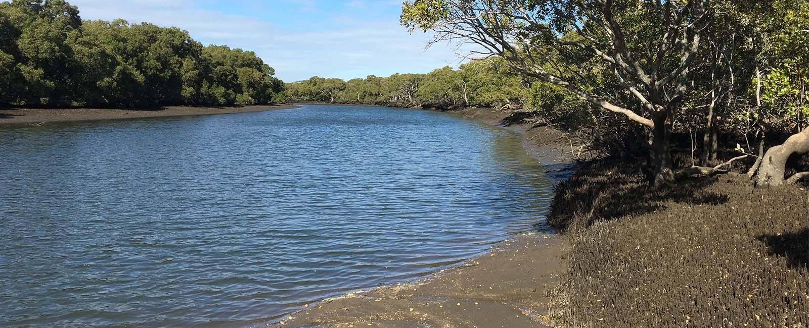 A creek running through mangroves 