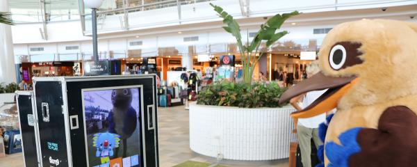 Bluey the kookaburra is Brisbane Airport's mascot